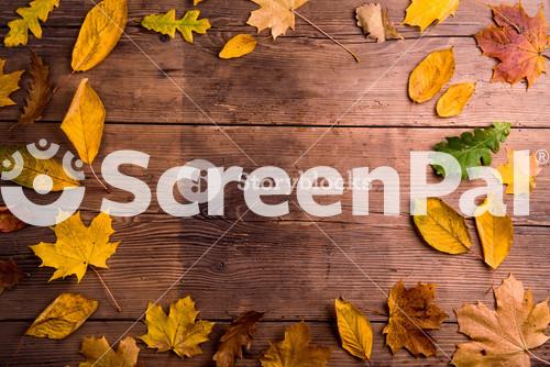 Colorful Autumn Leaves. Studio Shot On Wooden Background. Copy Space, Frame Composition.